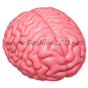 Juguete Sensorial - Cerebro